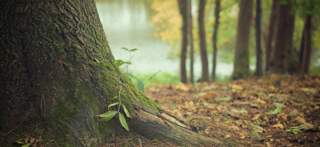 Science-Backed Benefits of Forest Bathing