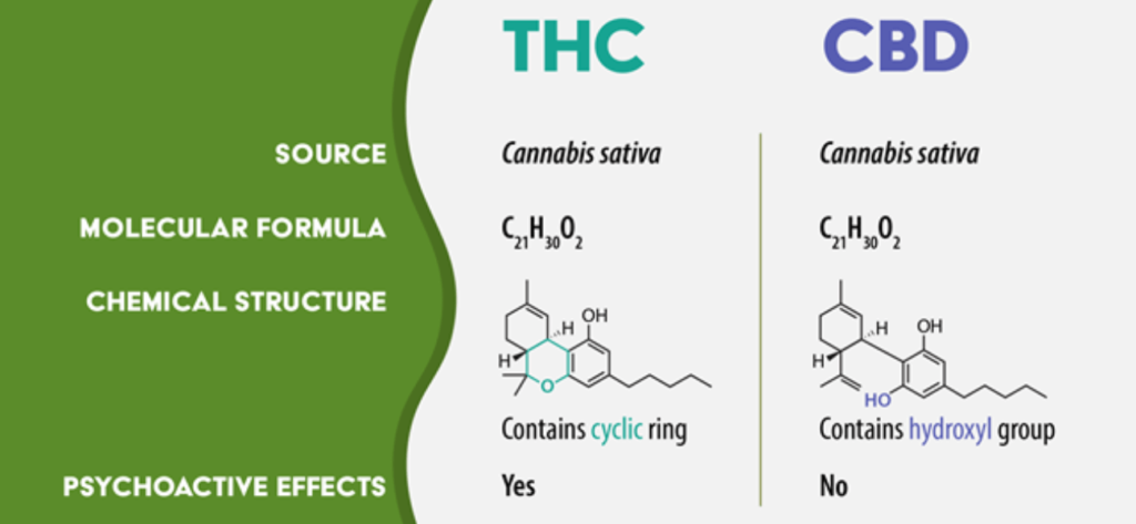 THC vs CBD